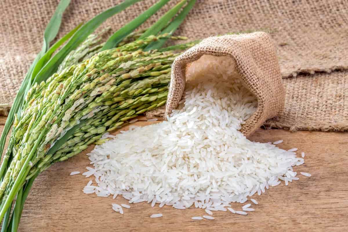 برنج ایرانی فجر سوزنی