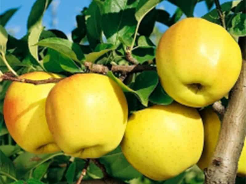 سیب زرد لبنانی