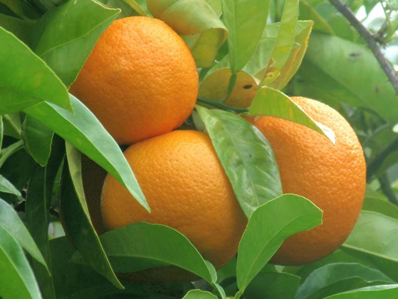 پرتقال تامسون ناولینا