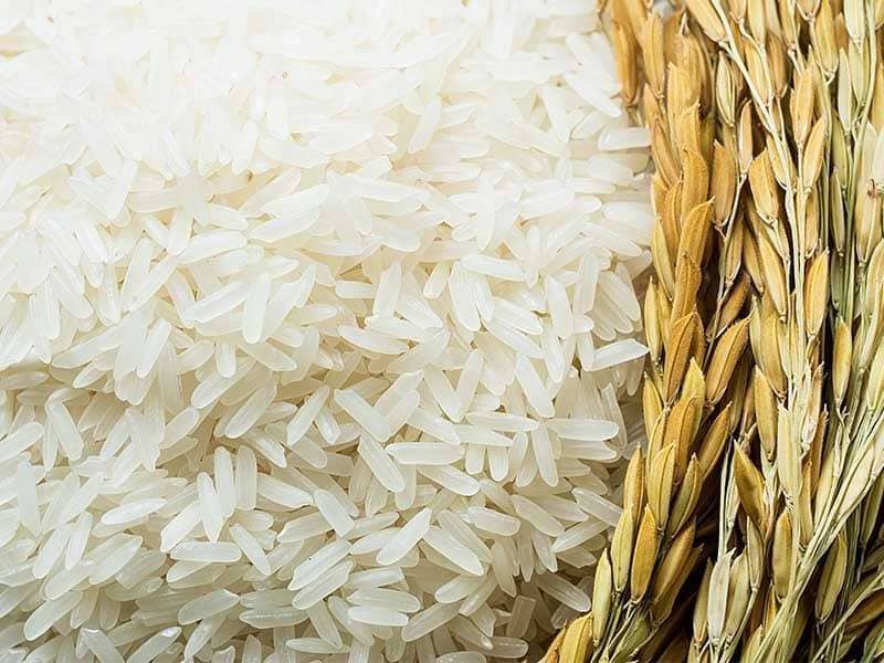 قیمت برنج فجر استان گلستان