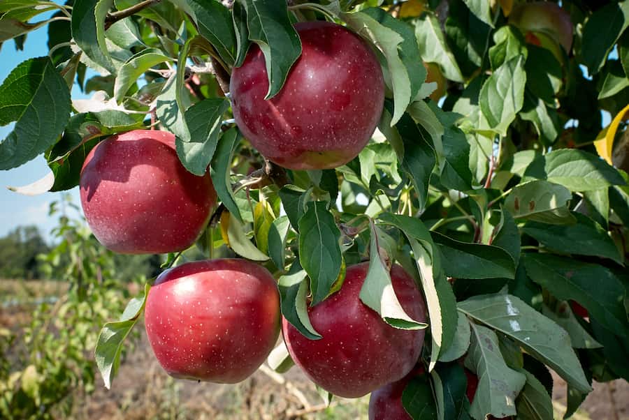 سیب درختی برای یبوست
