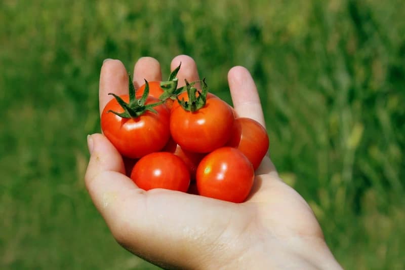 گوجه فرنگی برای پوست