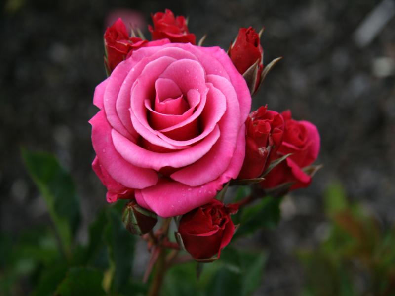 گل رز رنگی