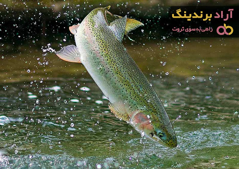 ماهی قزل آلا شیراز