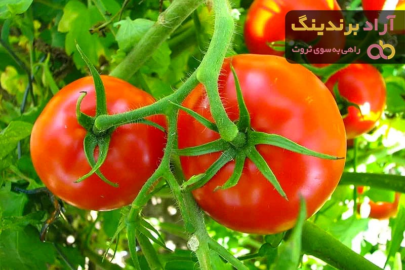 Lowes Tomato Plants Price