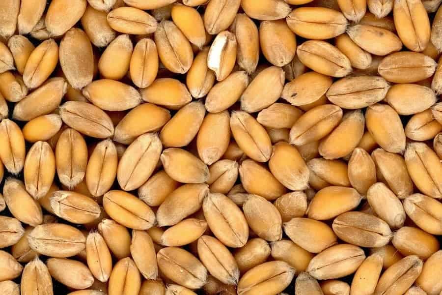 بذر گندم ایرانی
