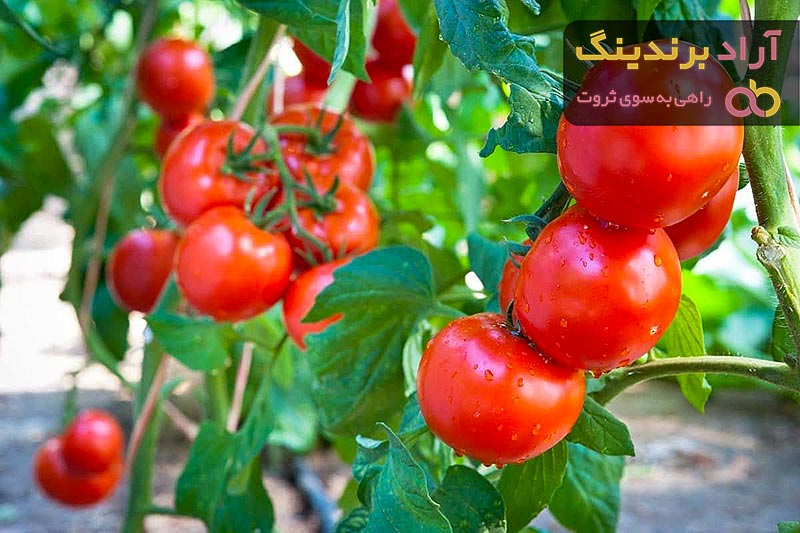 Lowes Tomato Plants Price