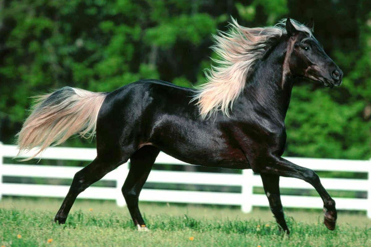 اسب اصیل کردستان