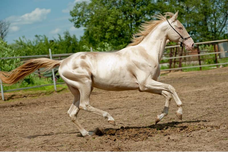 اسب یورقه افغانستان