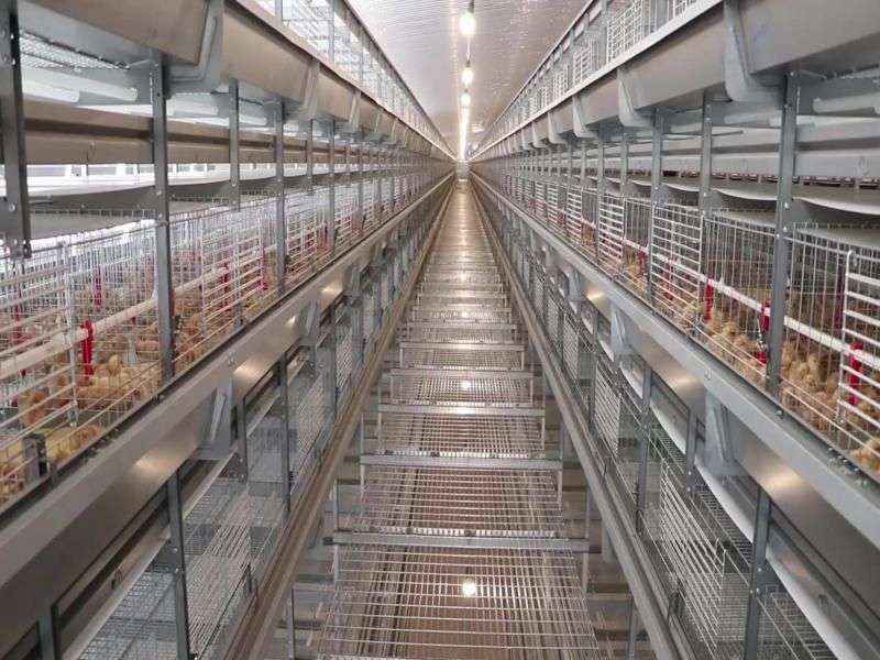قیمت قفس مرغ تخمگذار دست دوم در مازندران
