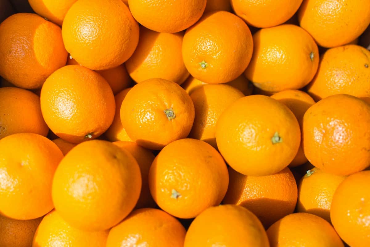 پرتقال محلی گیلان