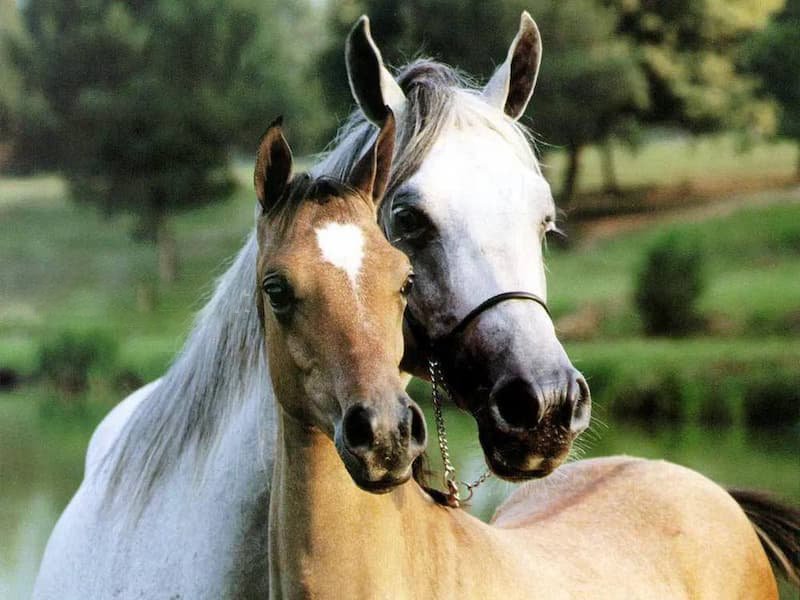 اسب عرب خالص ایران