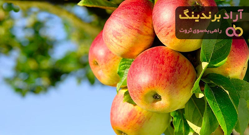 سیب درختی صادراتی