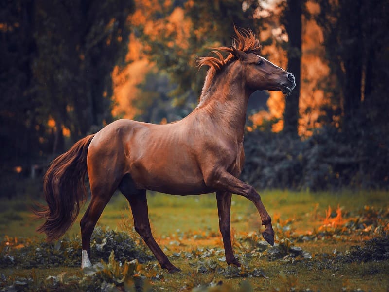 اسب عربی اصیل ایرانی
