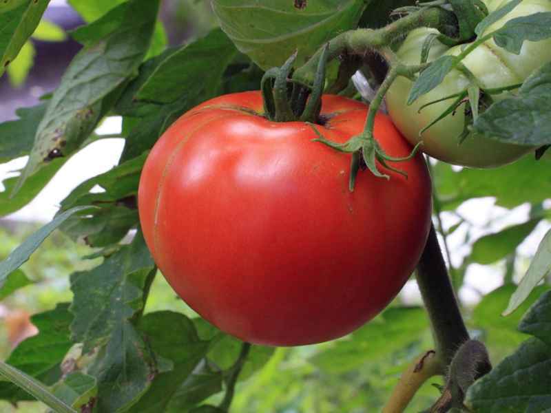 خرید و فروش گوجه فرنگی صادراتی