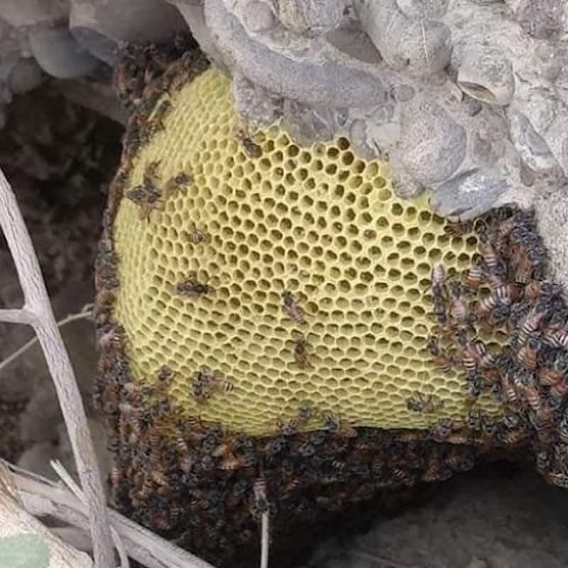 عسل صخره ای