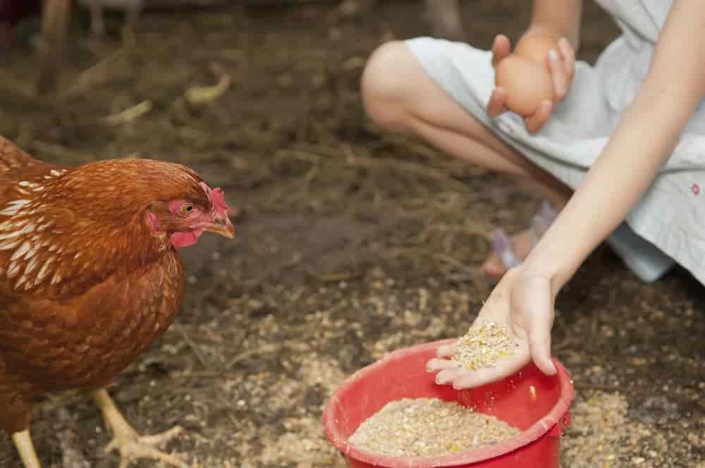 خوراک مرغ تخمگذار خانگی