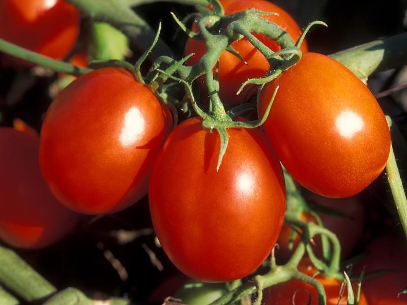 قیمت گوجه فرنگی در میدان شیراز 