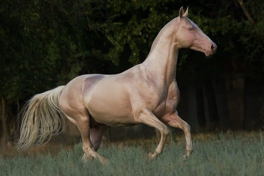 اسب ترکمن سفید