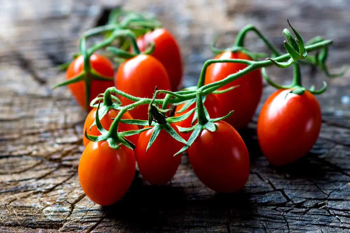 گوجه فرنگی در عربستان