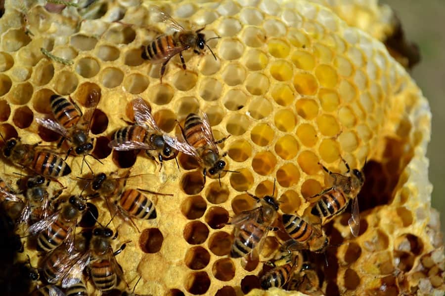عسل طبیعی اصلی