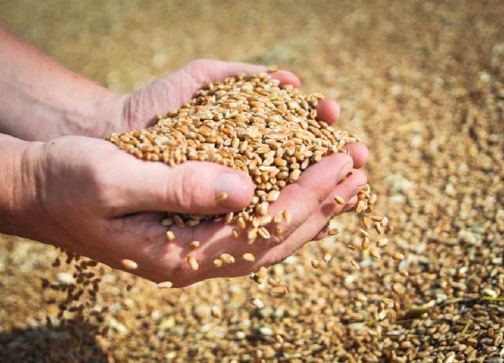 بذر گندم اصلاح شده