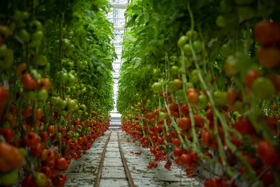 گوجه گلخانه ای صادراتی