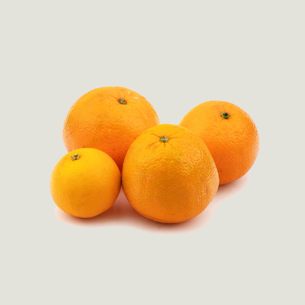 پرتقال کوچک شمالی