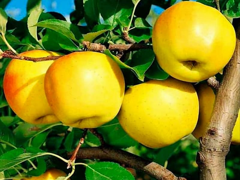 سیب سفید در ایران