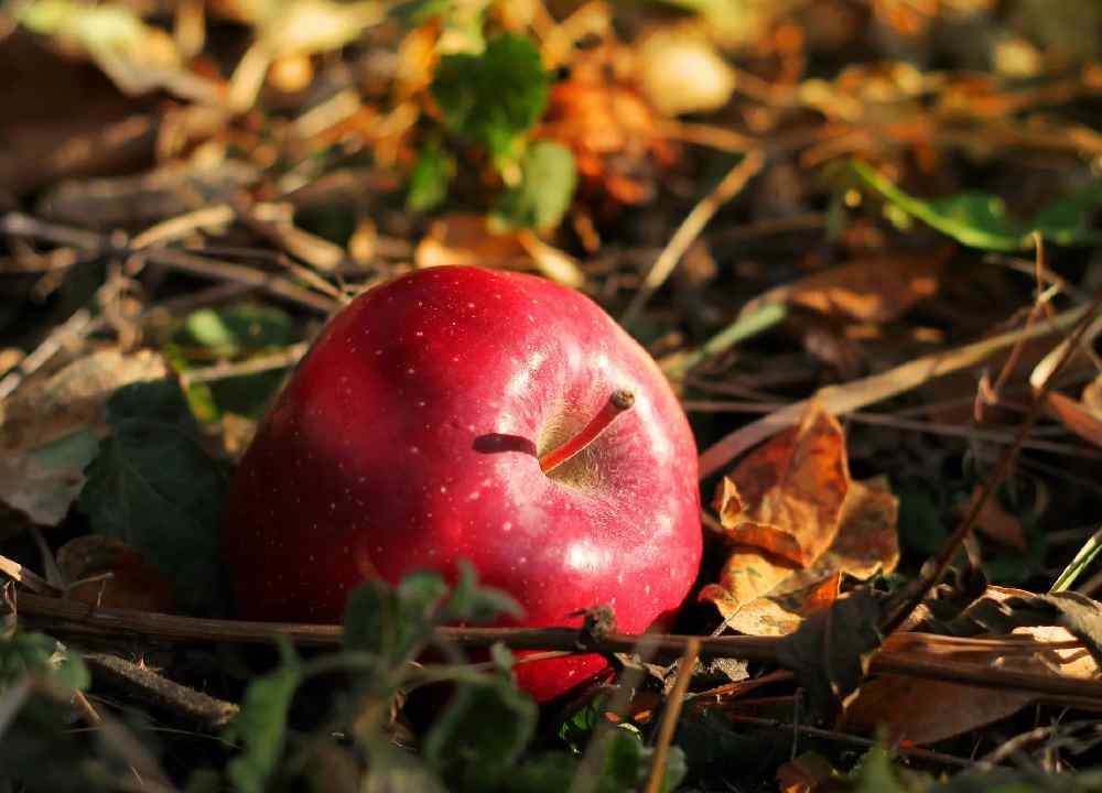 سیب زیر درختی