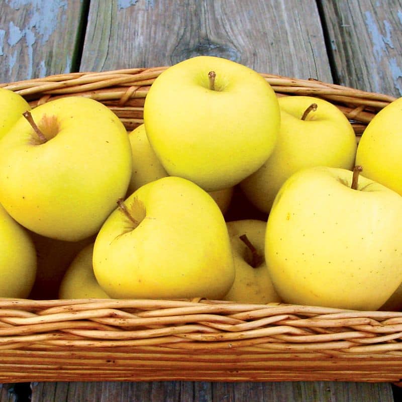فواید سیب زرد در بارداری