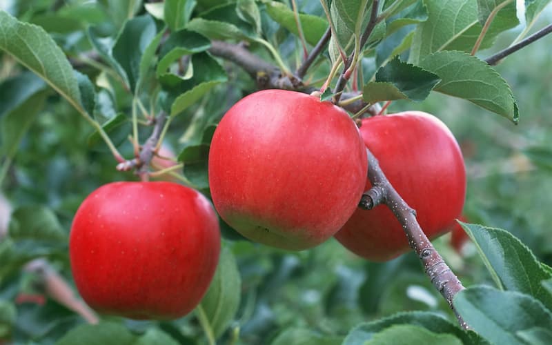 سیب درختی صادرات