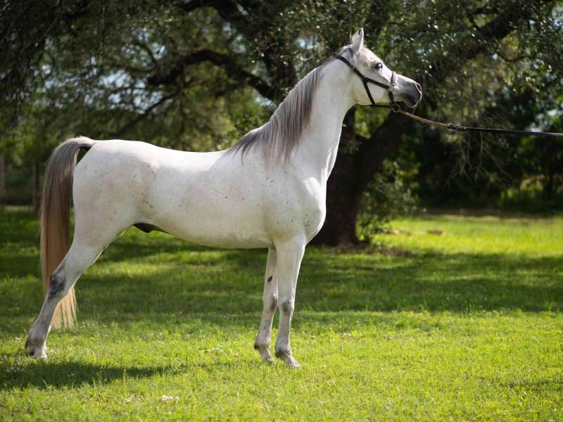 اسب عرب ترکیه