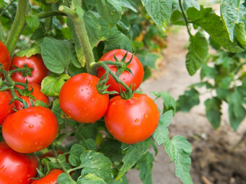 گوجه فرنگی درختی در ایران 