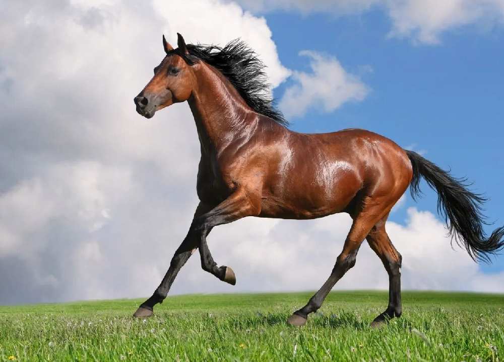 سرعت اسب ترکمن