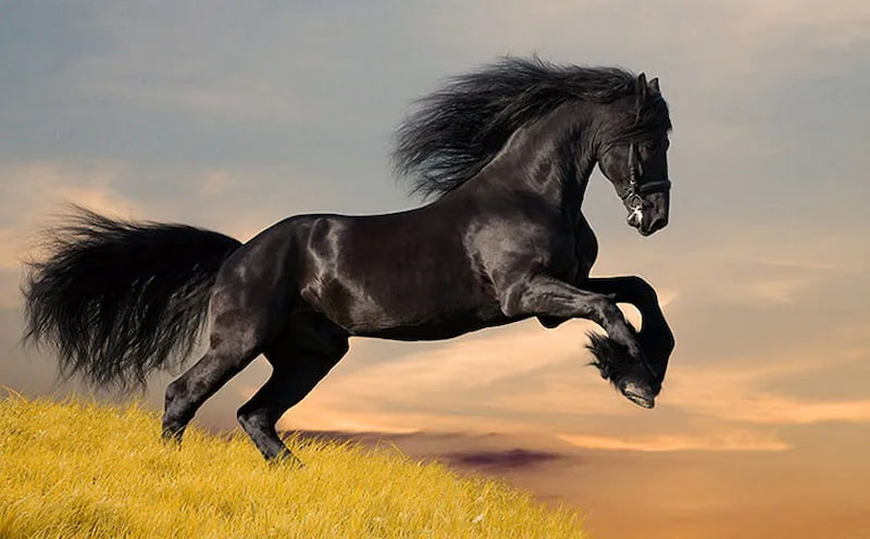 اسب سیاه و سفید