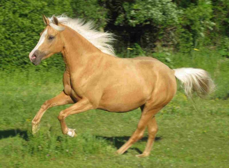 اسب نژاد عرب