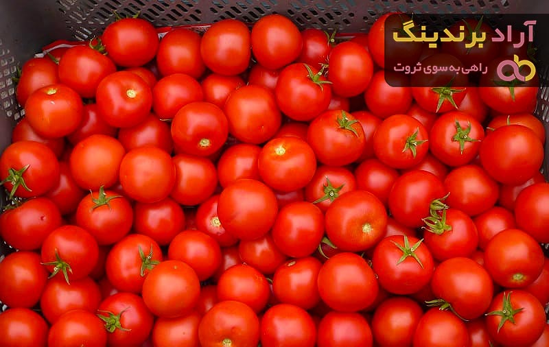 گوجه فرنگی در عراق
