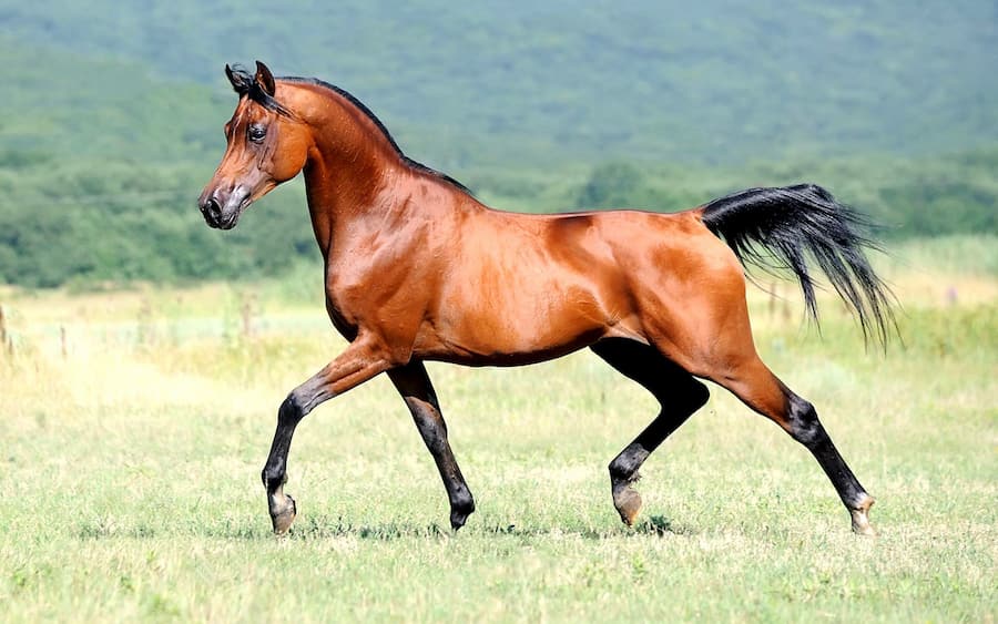 اسب طوسی