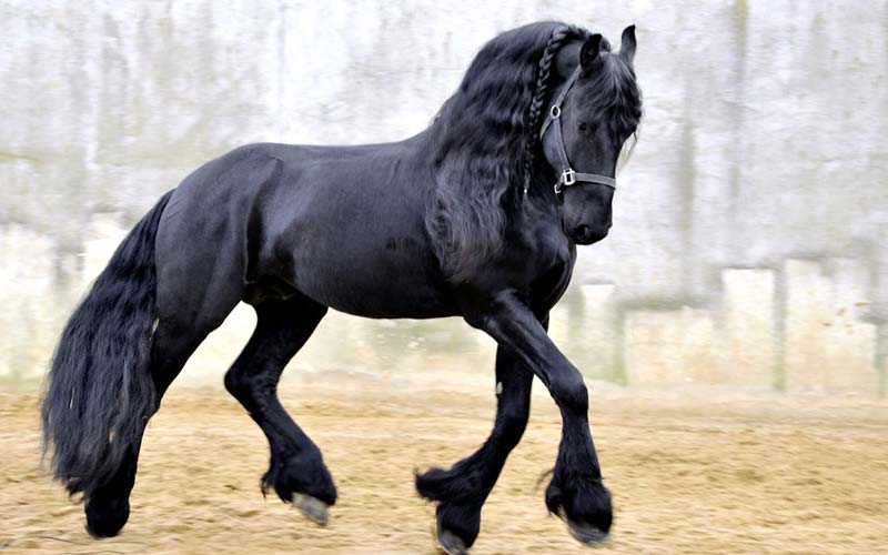 اسب هلندی در ایران