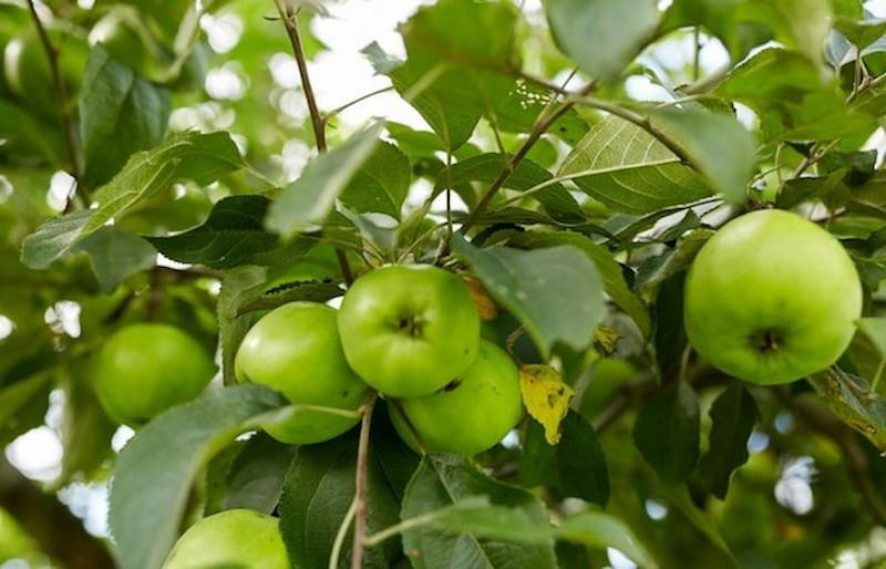 سیب درختی برای معده