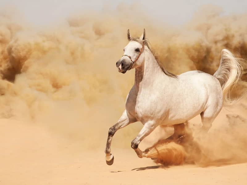 اسب شایر در ایران