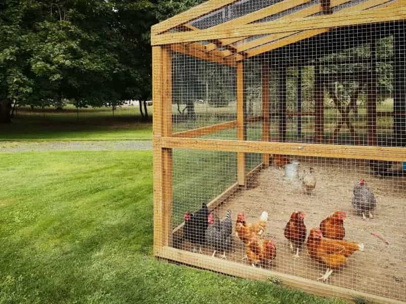 قفس حمل مرغ زنده در یزد