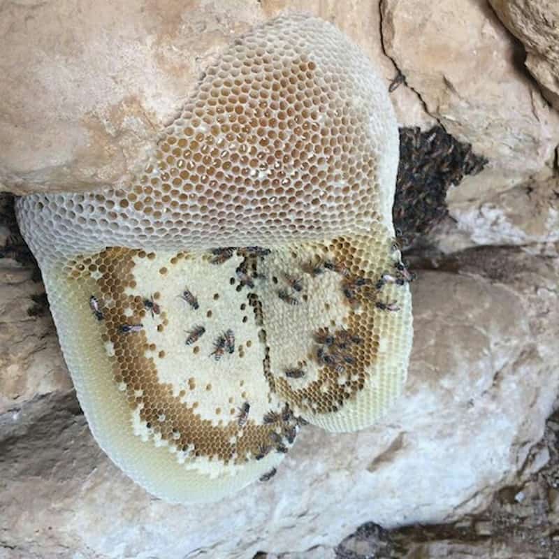 عسل صخره ای کردستان