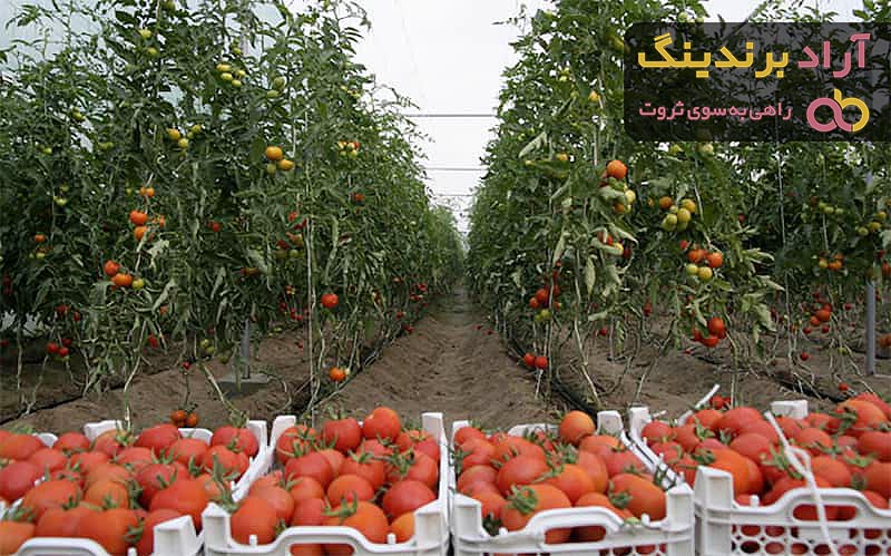 باغ گوجه فرنگی