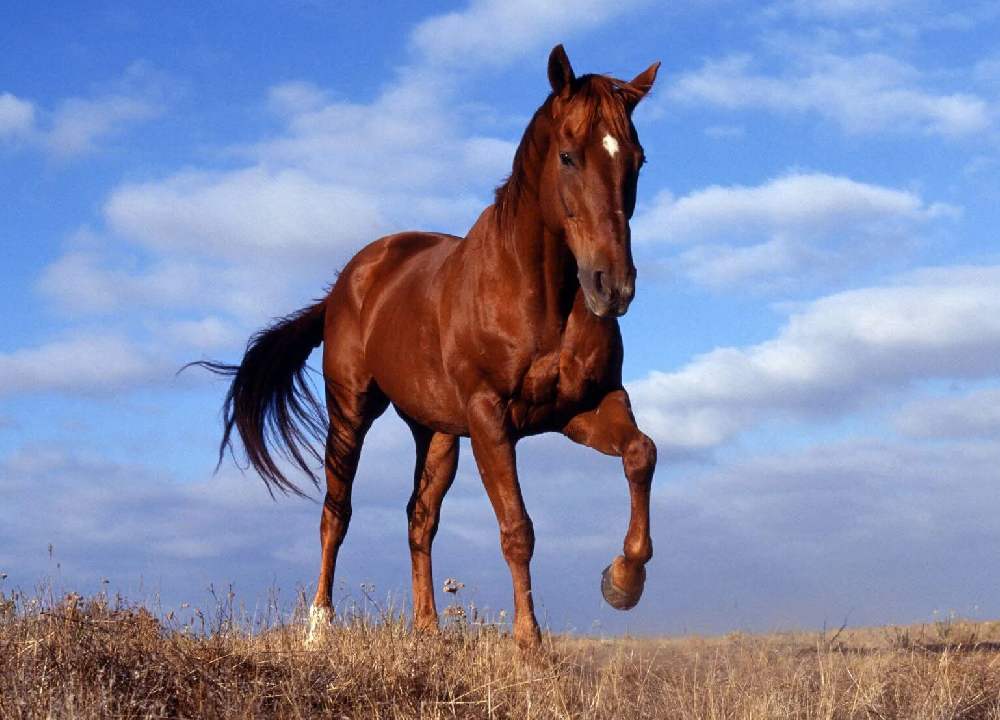 پرورش اسب ترکمن صحرا