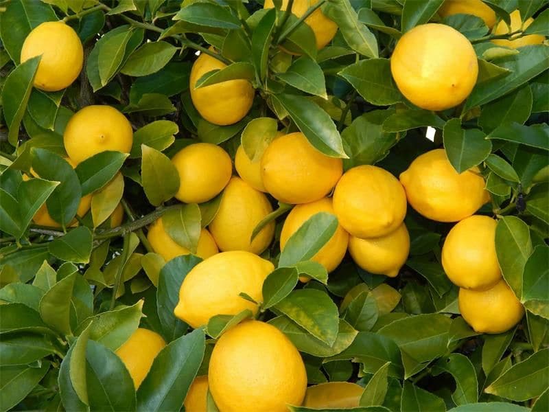 لیمو ترش کاهش فشار خون