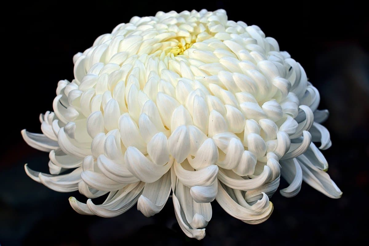 بذر گل داوودی سفید