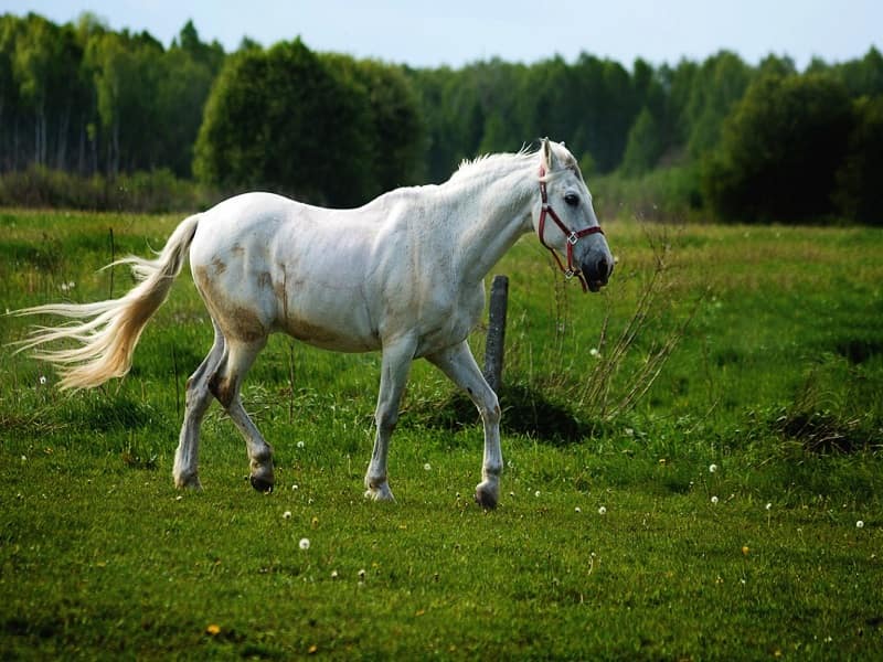 اسب اصیل ایرانی