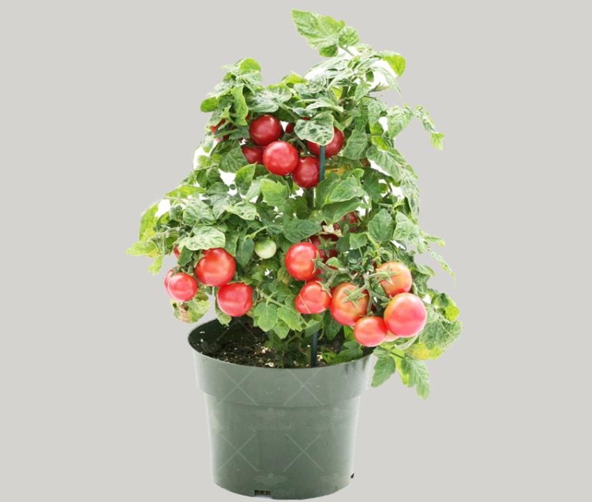 گوجه فرنگی گلدانی